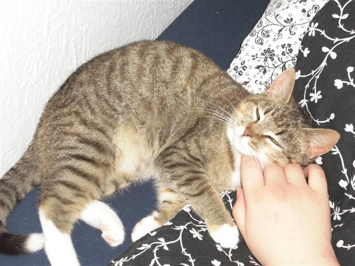 Huskat Mille - Ahh, dejligt. billede 5