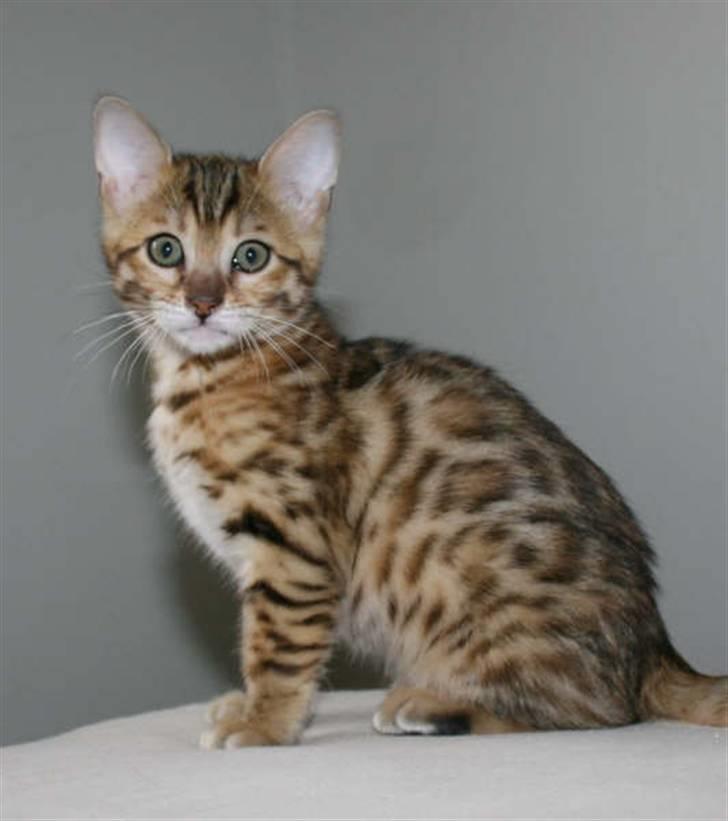 Bengal Noor - 10 uger billede 1