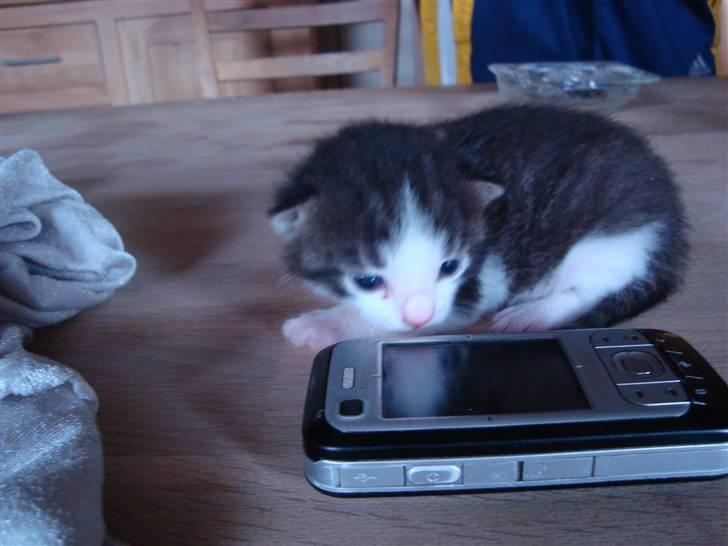 Blanding af racer chocolate bailey billede 1