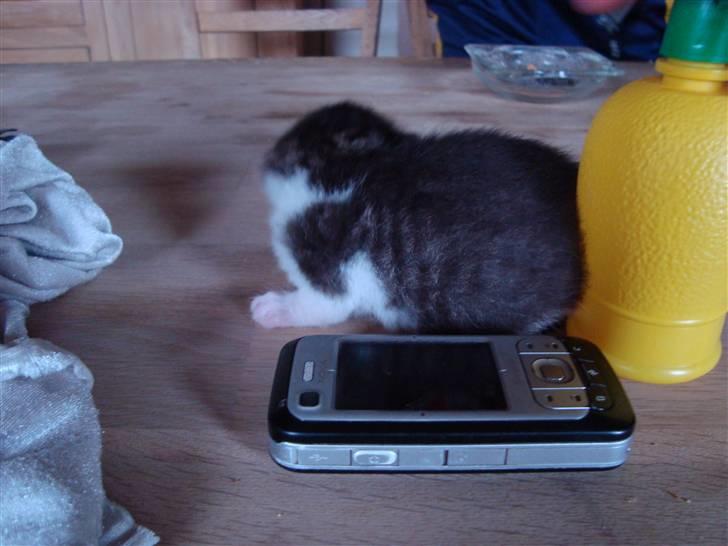 Blanding af racer chocolate bailey billede 2