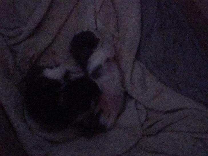 Blanding af racer chocolate bailey billede 3