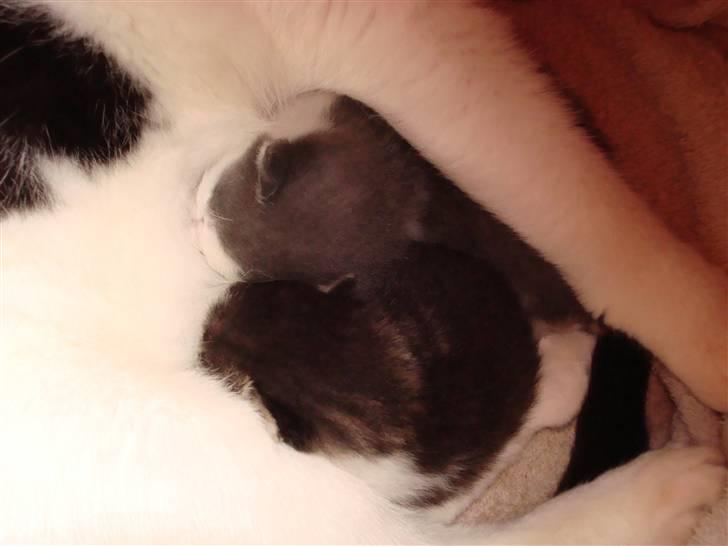 Blanding af racer chocolate bailey billede 4