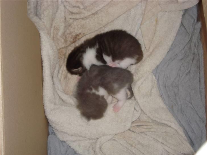 Blanding af racer chocolate bailey billede 5