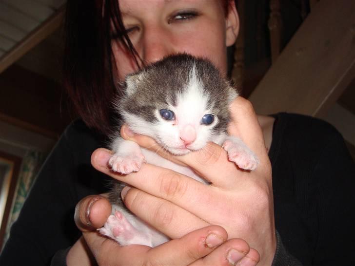 Blanding af racer chocolate bailey billede 6