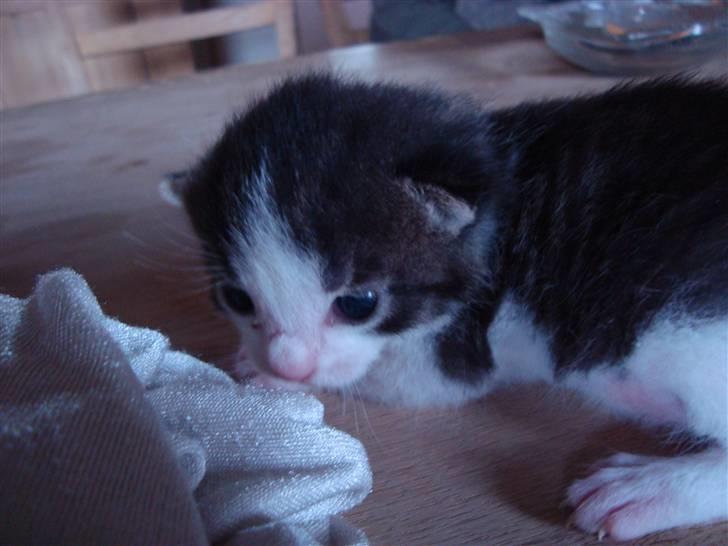 Blanding af racer chocolate bailey billede 7