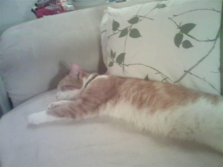 Blanding af racer Donna billede 6