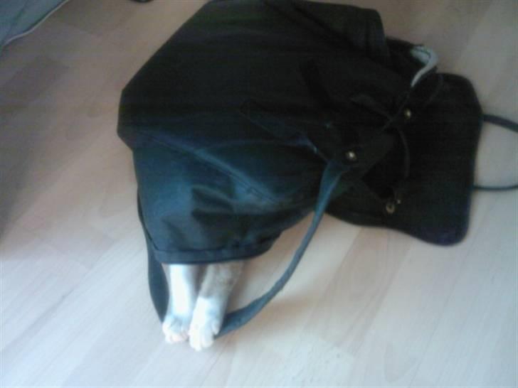 Blanding af racer Donna - Hvor er Donna henne? billede 7