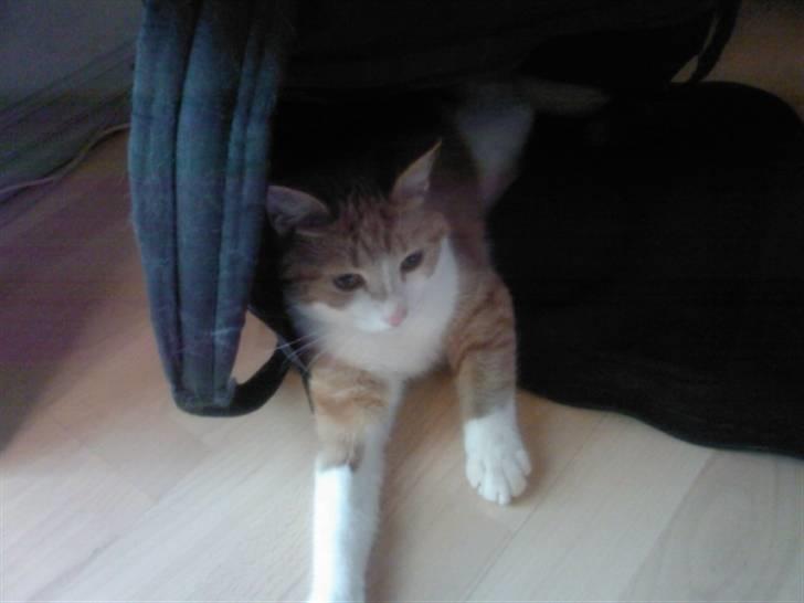 Blanding af racer Donna - Hun var lige her.. billede 8