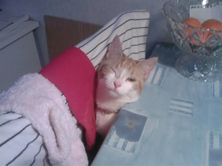 Blanding af racer Donna - Hej billede 9