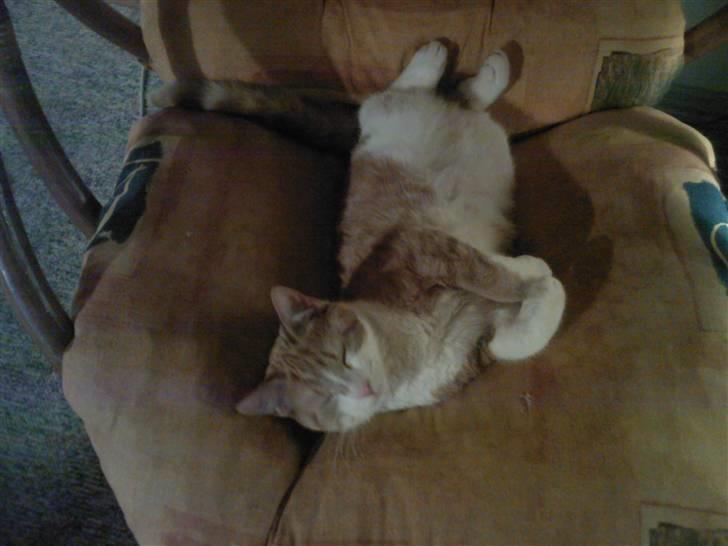 Blanding af racer Donna billede 10