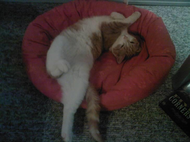 Blanding af racer Donna billede 11