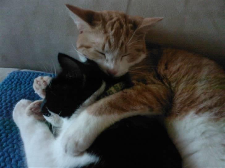 Blanding af racer Donna - Ligger lige og hygger med min bror Frede billede 12