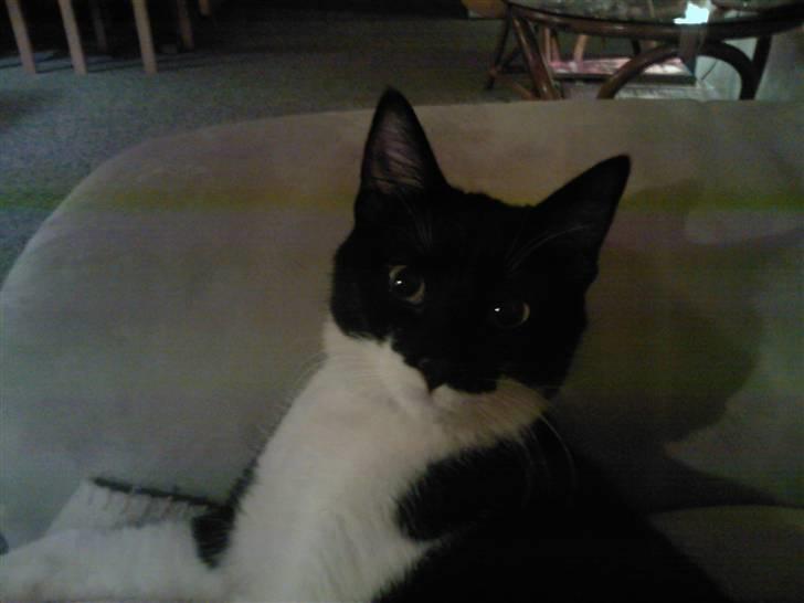 Blanding af racer Frede billede 10