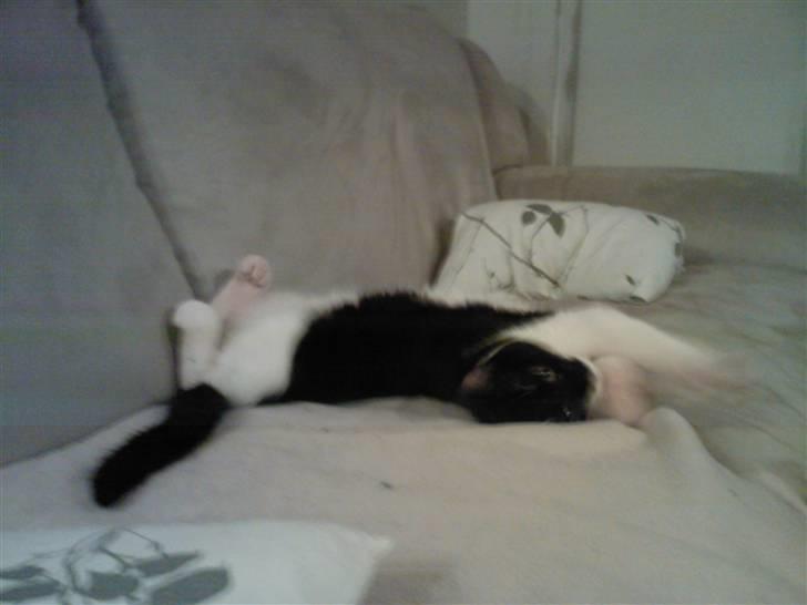 Blanding af racer Frede billede 11