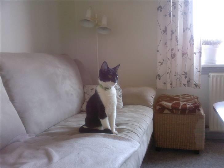 Blanding af racer Frede - Jeg er blevet er stor flot mis billede 12