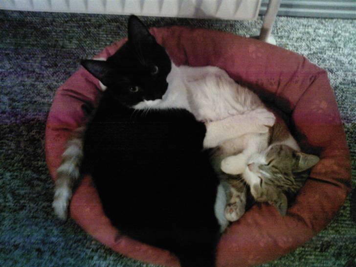 Blanding af racer Frede - Hun er lidt sød hende Donna billede 13