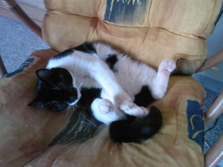 Blanding af racer Frede billede 15