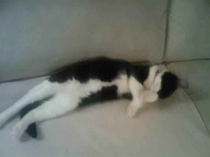 Blanding af racer Frede billede 16