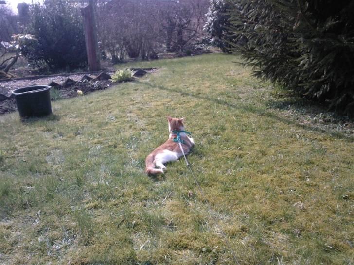 Blanding af racer Donna - Donnas første tur i haven. billede 13