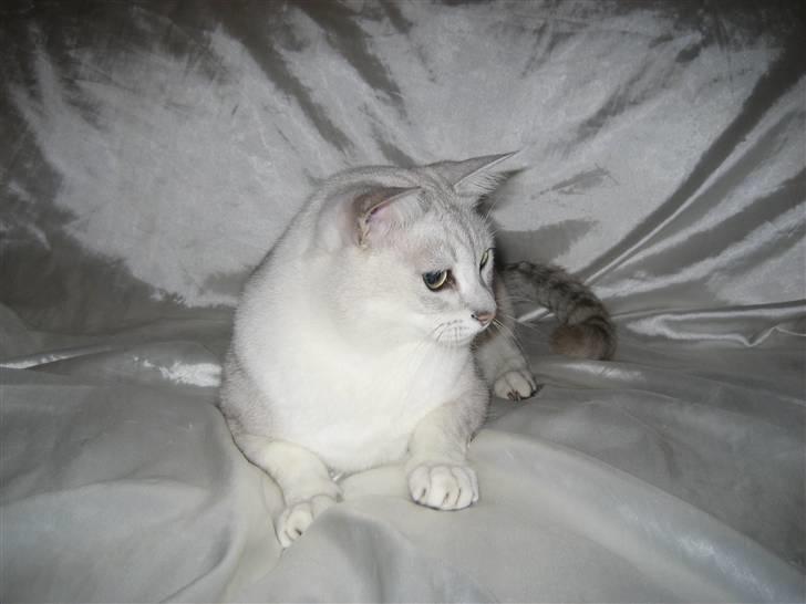 Burmilla Tristan *DØD* billede 1