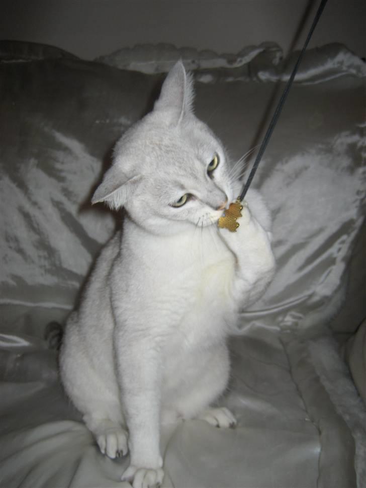 Burmilla Tristan *DØD* billede 2