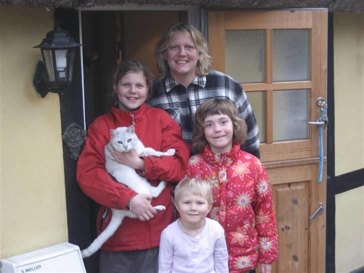 Burmilla Tristan *DØD* billede 3