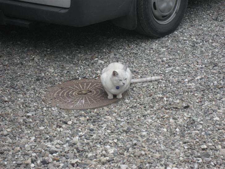 Burmilla Tristan *DØD* billede 4