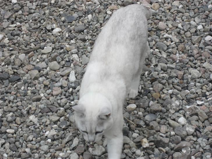 Burmilla Tristan *DØD* billede 5