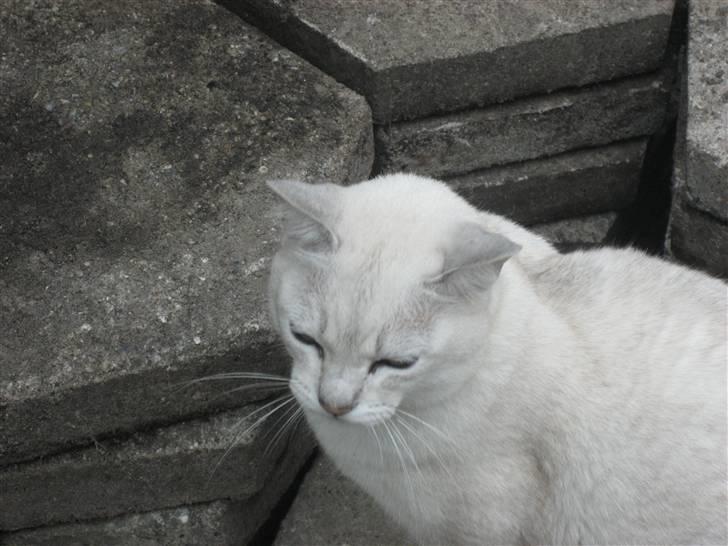 Burmilla Tristan *DØD* billede 6