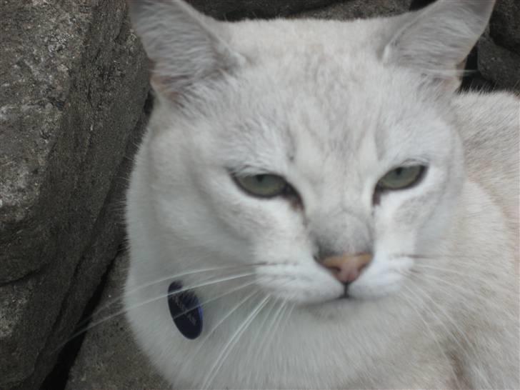 Burmilla Tristan *DØD* billede 7