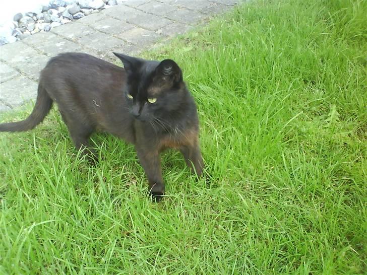 Blanding af racer » Cirkeline - Prinsesse! - Cirkeline i græsset! ;D billede 2