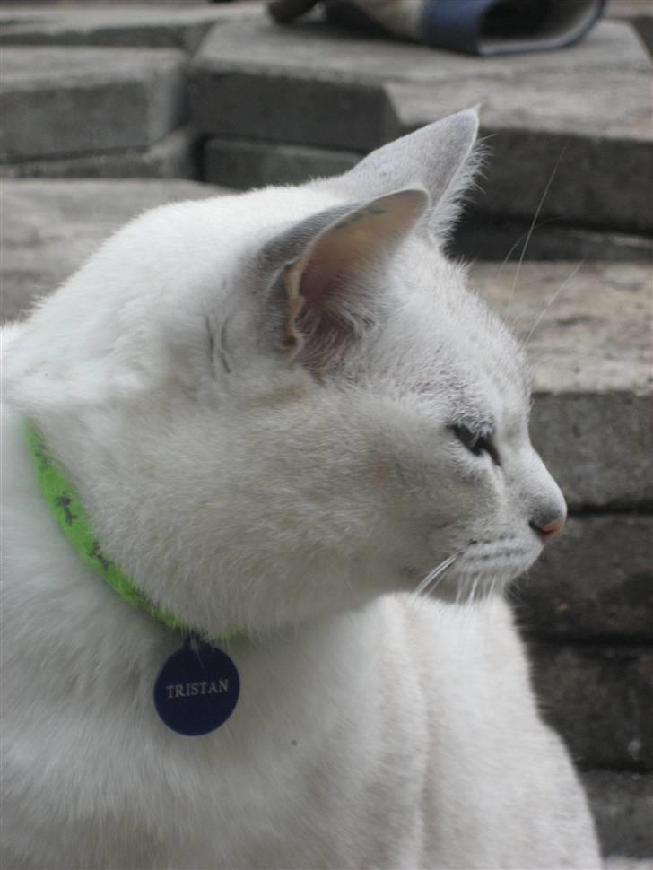 Burmilla Tristan *DØD* billede 9