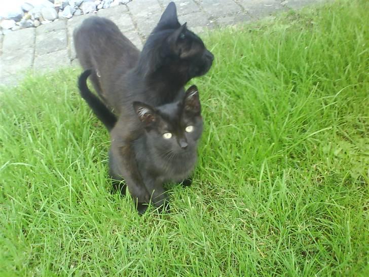 Blanding af racer » Cirkeline - Prinsesse! - Cirkeline sidder oven på sin søn Felix ? XD billede 3