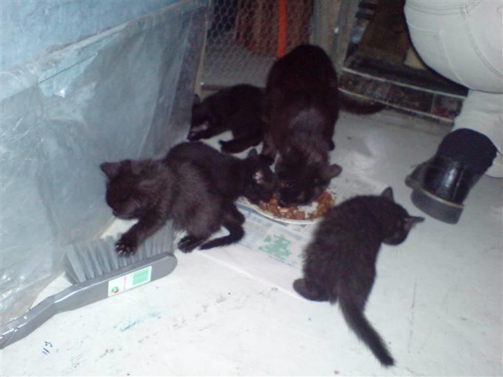 Blanding af racer » Cirkeline - Prinsesse! - Cirkeline med sit første kuld, Juli 2008 billede 4