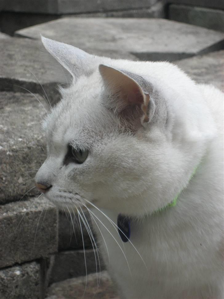 Burmilla Tristan *DØD* billede 10