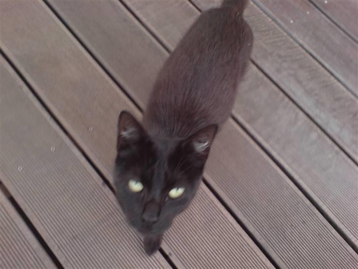 Blanding af racer » Cirkeline - Prinsesse! - Cirkeline: "Hvad er dog det du har der ? XD" billede 6