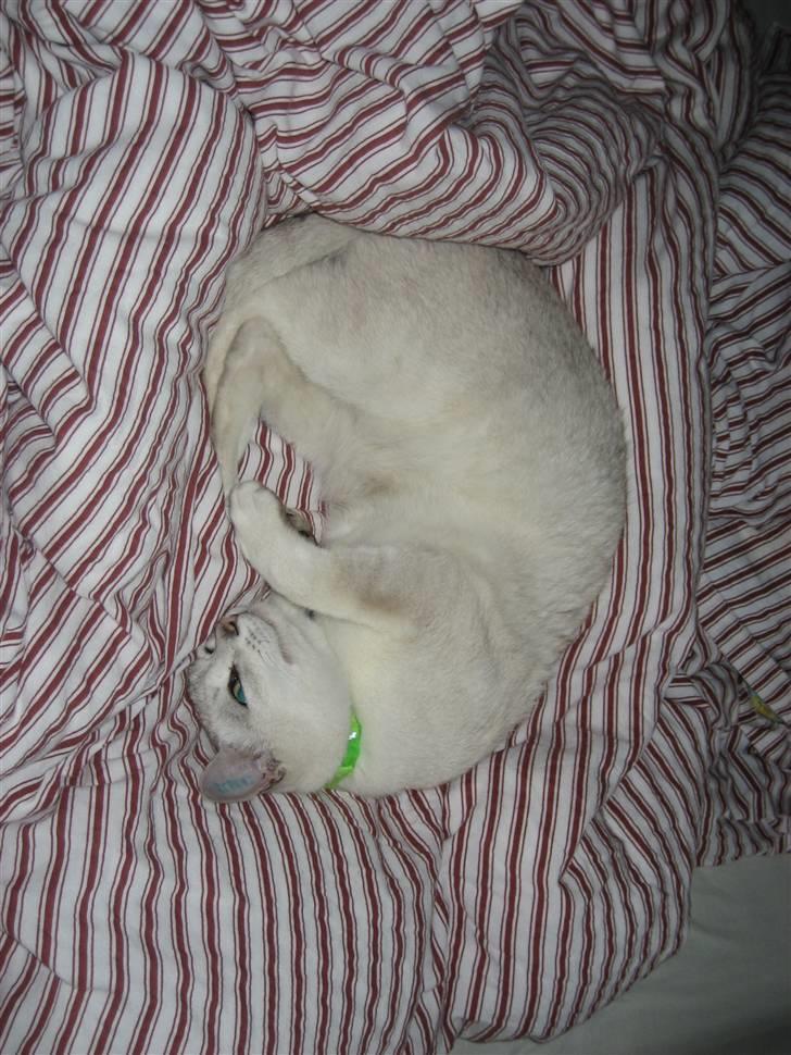 Burmilla Tristan *DØD* billede 11