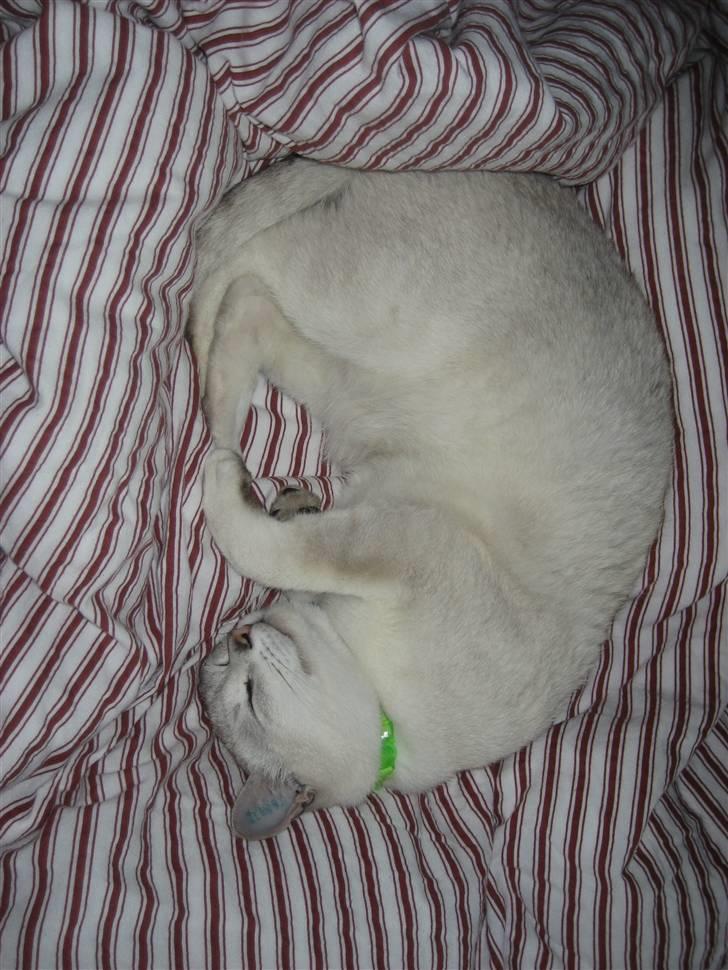 Burmilla Tristan *DØD* billede 12