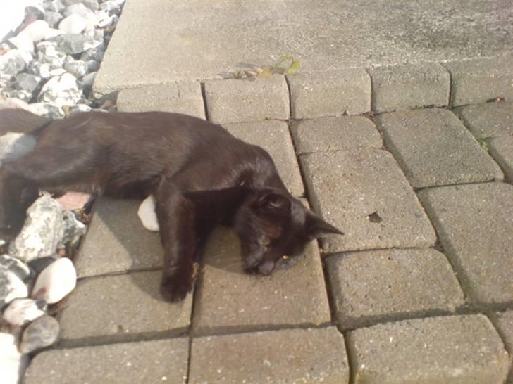 Blanding af racer » Cirkeline - Prinsesse! - Cirkeline ligger & Chiller i solen ;D billede 7