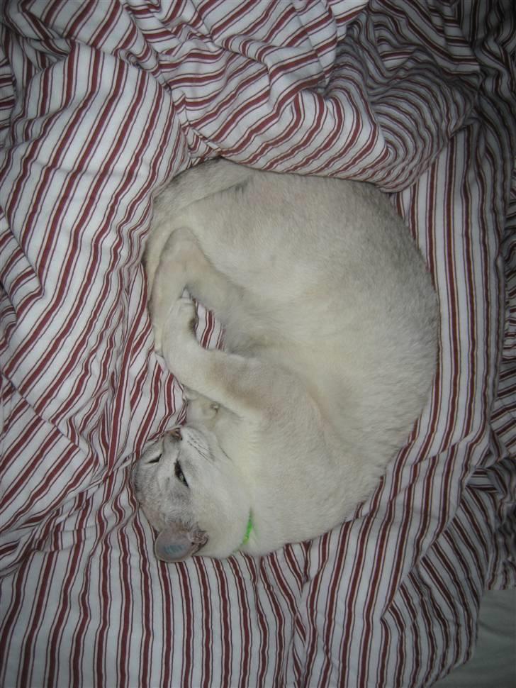 Burmilla Tristan *DØD* billede 13