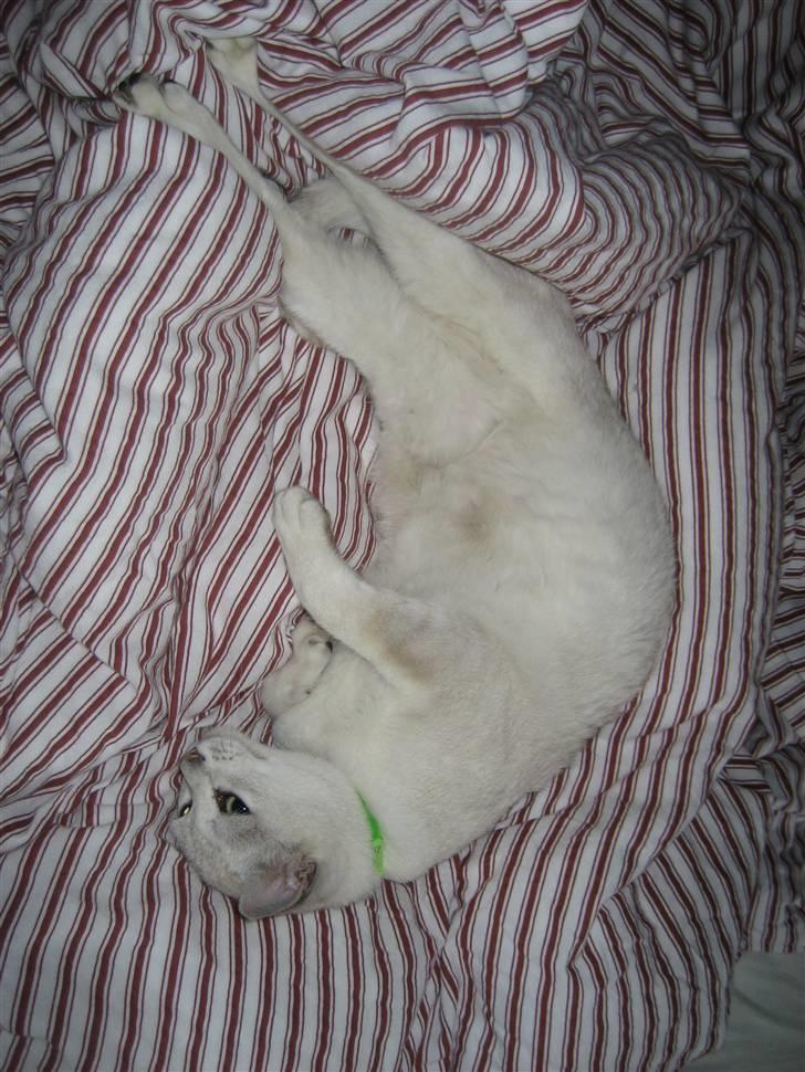 Burmilla Tristan *DØD* billede 14