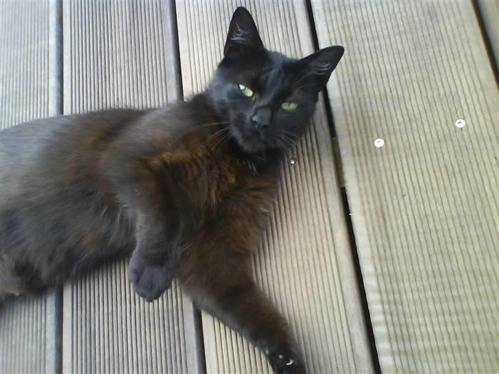 Blanding af racer » Cirkeline - Prinsesse! - Cirkeline bliver kløet på maven ! Det elsker hun ;D billede 8