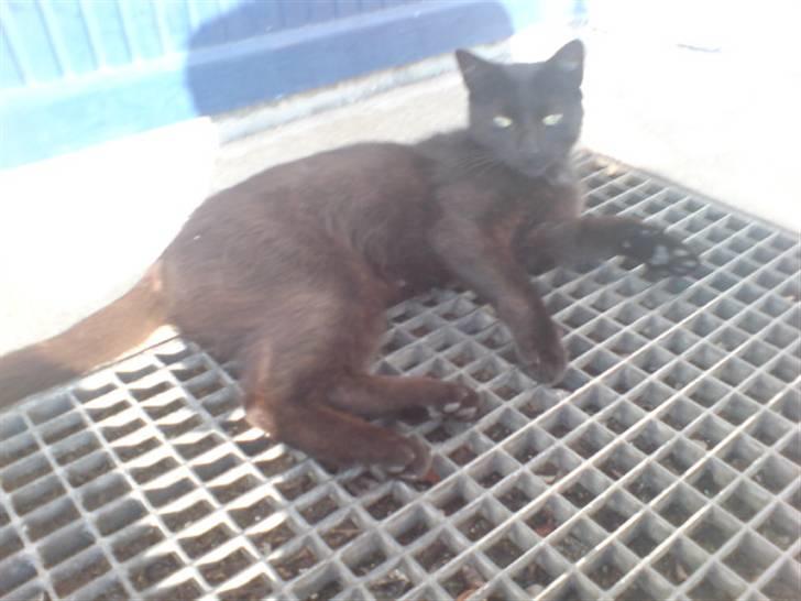 Blanding af racer » Cirkeline - Prinsesse! - Cirkeline nyder solen ;D billede 9