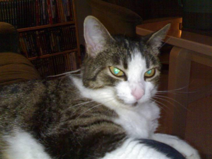 Huskat Sissel - Sissel afslappet som hun plejer at være billede 1