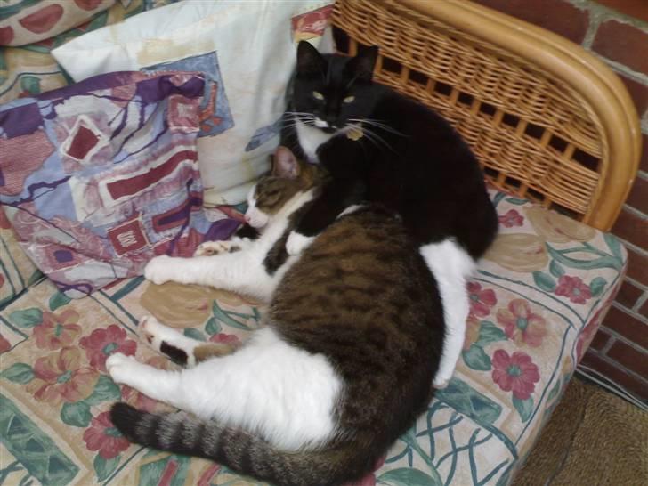 Huskat Sissel - Sissel får lige en middagslur sammen med hendes datter Blackie billede 2