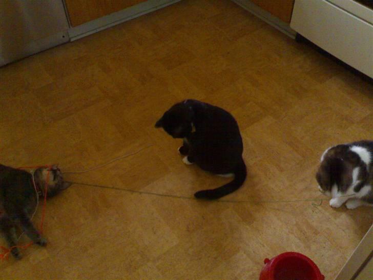 Huskat Sissel - Med en garnsnor kan man aktivere 3 store "killinger" på en gang billede 3