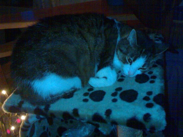 Huskat Sissel - Endnu engang Sissel der ligger og sover billede 5