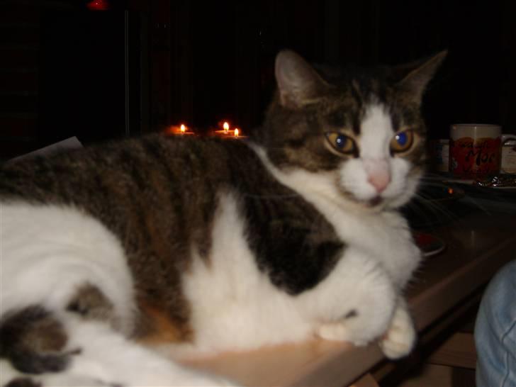 Huskat Sissel - Normalt må man ikke ligge på bordet:) billede 6