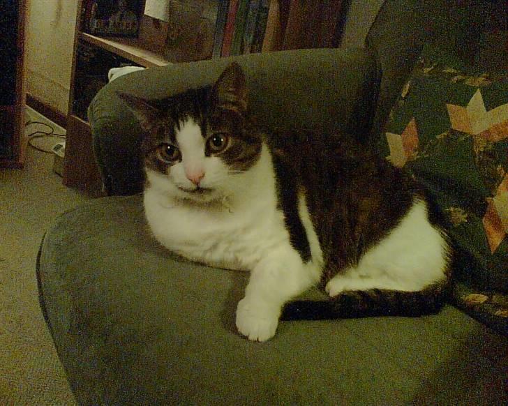 Huskat Sissel - Sissel i hendes ynglingsstol billede 7