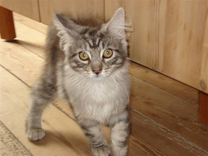 Maine Coon Diego - Halløjsa billede 11